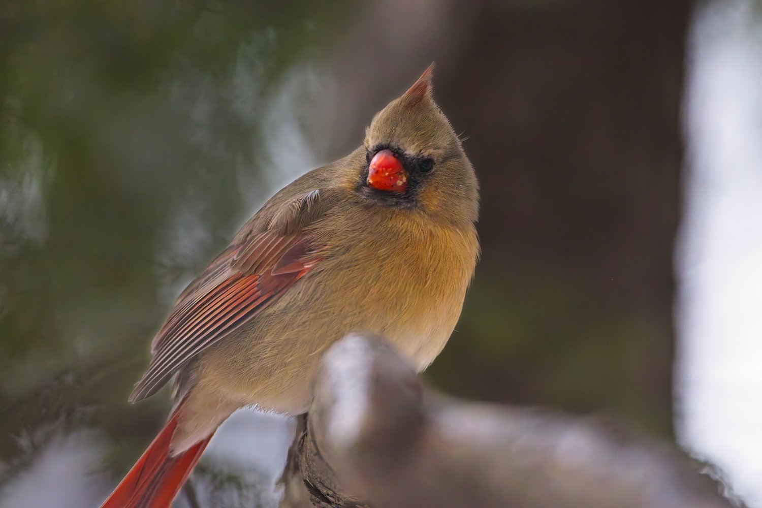 A female Northern Cardinal perched on a branch, displaying olive-brown plumage with a bright red beak, red tail feathers, and red markings on its wings. The bird holds a red berry in its beak, likely from a feeder, with a soft blurred background of green foliage and hints of snow suggesting a winter setting.